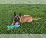 Small #1 German Shepherd Dog Mix