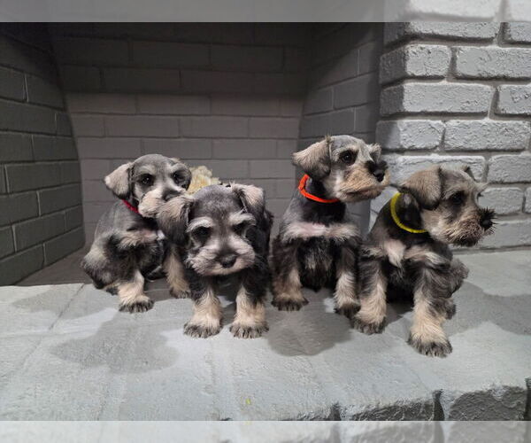 Medium Photo #1 Schnauzer (Miniature) Puppy For Sale in GILROY, CA, USA