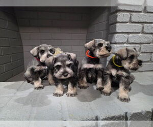 Medium Schnauzer (Miniature)