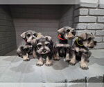 Small Schnauzer (Miniature)