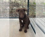 Small #1 Labrador Retriever Mix