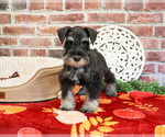 Small #2 Schnauzer (Miniature)