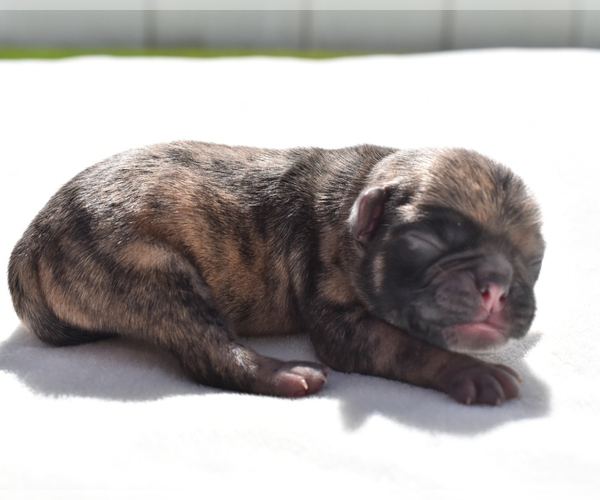 Medium Photo #4 Pug Puppy For Sale in PALM COAST, FL, USA