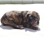 Small #3 Pug