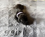 Small Photo #25 Great Dane Puppy For Sale in ZION, IL, USA