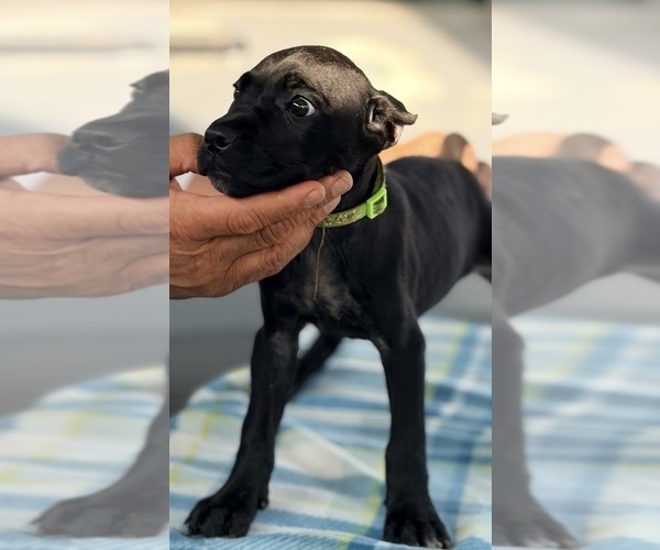 Medium Photo #13 Cane Corso Puppy For Sale in ANDERSON, IN, USA