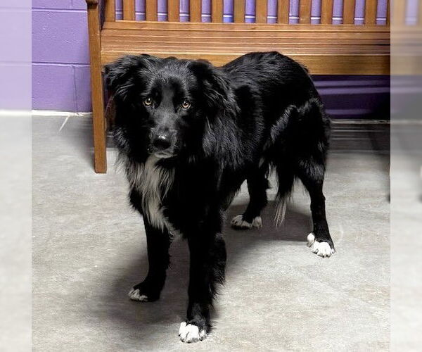 Medium Photo #3 Border Collie-Unknown Mix Puppy For Sale in Genesee, WI, USA