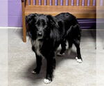 Small #2 Border Collie Mix