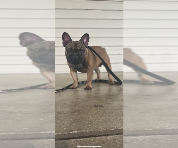 Medium Photo #5 French Bulldog Puppy For Sale in KNOXVILLE, TN, USA