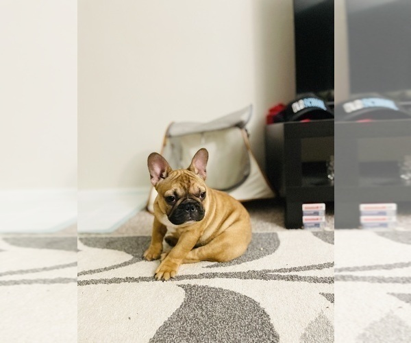 Medium Photo #31 French Bulldog Puppy For Sale in DAVIE, FL, USA