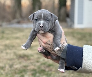 American Bully Puppy for sale in LANCASTER, PA, USA
