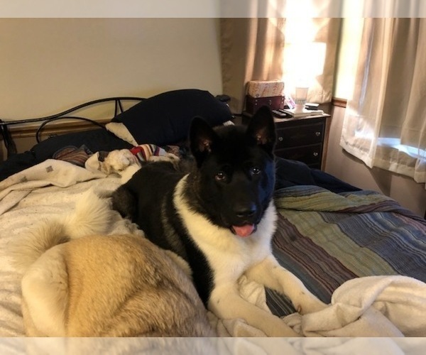 Medium Photo #1 Akita Puppy For Sale in KNOXVILLE, IA, USA