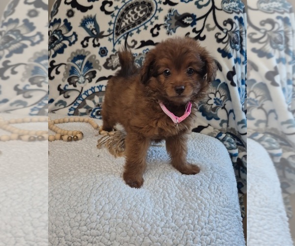 Medium Photo #3 Pomapoo (Toy) Puppy For Sale in LEWISBURG, KY, USA