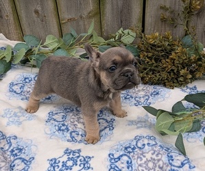 Medium French Bulldog