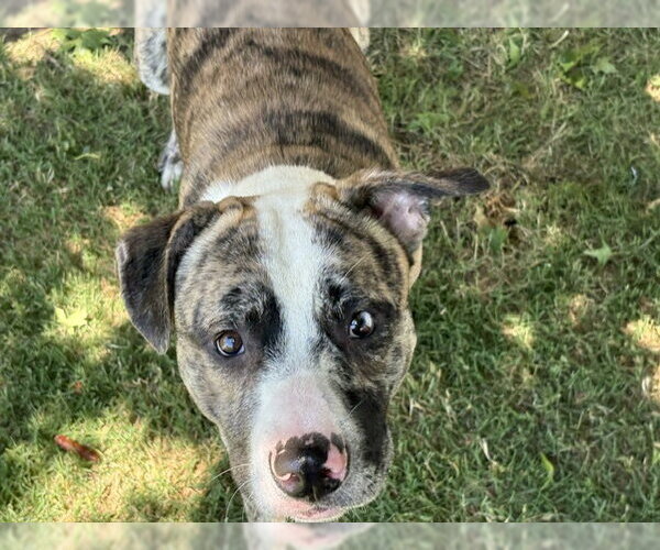 Medium Photo #1 Mutt Puppy For Sale in Tulsa, OK, USA