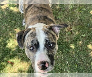 Mutt Dogs for adoption in Tulsa, OK, USA