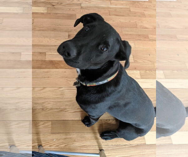 Medium Photo #1 Mutt Puppy For Sale in Shelburne, VT, USA