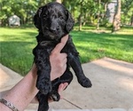 Puppy Puppy 6 Golden Mountain Doodle 