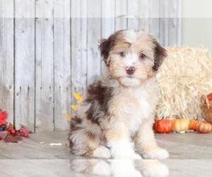 Yo-Chon Puppy for sale in MOUNT VERNON, OH, USA