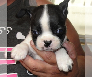 Boston Terrier Puppy for sale in CRKD RVR RNCH, OR, USA