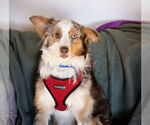 Small #6 Australian Shepherd