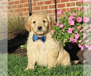 English Cream Golden Retriever-Poodle (Miniature) Mix Puppy for sale in AIRVILLE, PA, USA