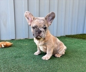 French Bulldog Puppy for sale in SAN JOSE, CA, USA