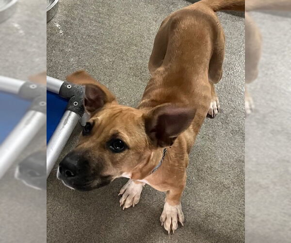 Medium Photo #1 Black Mouth Cur-Unknown Mix Puppy For Sale in Sterling, MA, USA