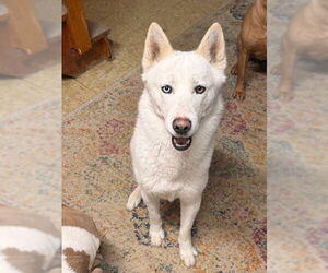 Siberian Husky Dogs for adoption in Mechanicsburg, PA, USA