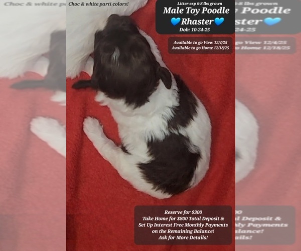 Medium Photo #1 Poodle (Toy) Puppy For Sale in TUCSON, AZ, USA