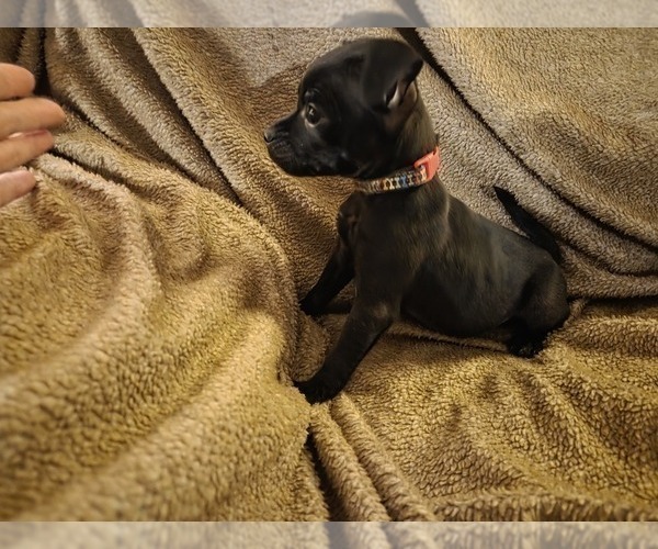 Medium Photo #13 Chug Puppy For Sale in HILLSDALE, MI, USA