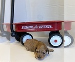 Small #1 Dachshund