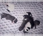 Small Photo #3 American Staffordshire Terrier Puppy For Sale in JACKSONVILLE, FL, USA