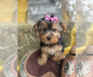 Yorkshire Terrier Puppy for sale in LANCASTER, MO, USA