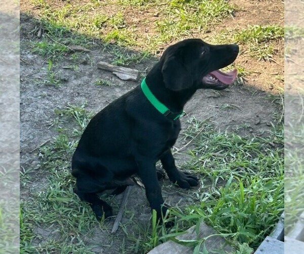 Medium Photo #14 Labrador Retriever Puppy For Sale in MERIDEN, KS, USA