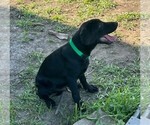 Small Photo #14 Labrador Retriever Puppy For Sale in MERIDEN, KS, USA