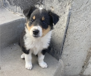 Australian Shepherd-Collie Mix Puppy for sale in LAKE POINT, UT, USA