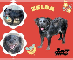 Australian Shepherd-Unknown Mix Dogs for adoption in Lindsay, CA, USA