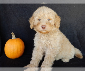 Labradoodle Puppy for sale in MILLERSBURG, OH, USA