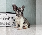 Small #4 French Bulldog