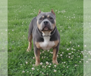 Mutt Dogs for adoption in MIDWAY, UT, USA