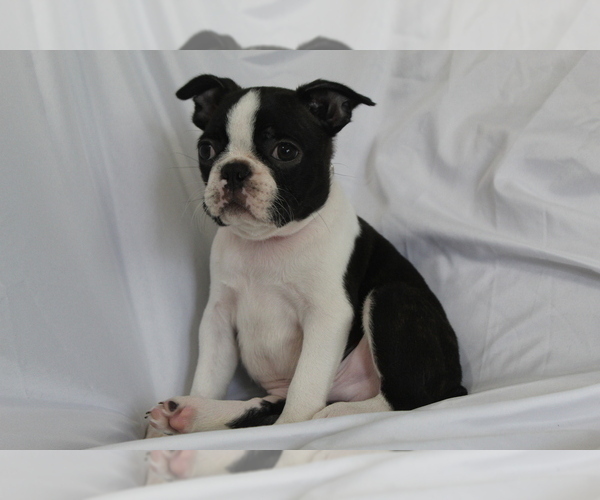 Medium Photo #3 Boston Terrier Puppy For Sale in BROOKSVILLE, FL, USA