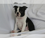 Small #2 Boston Terrier