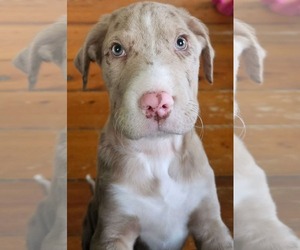 American Pit Bull Terrier-Australian Shepherd Mix Dogs for adoption in pomfret, CT, USA