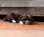 Small Photo #1 Havanese Puppy For Sale in MISHAWAKA, IN, USA