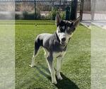 Small Gerberian Shepsky