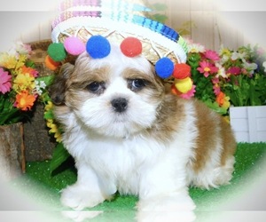 Shih Tzu Puppy for sale in HAMMOND, IN, USA