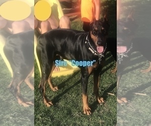 Father of the Doberman Pinscher puppies born on 12/06/2022