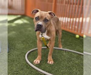 Mutt Dogs for adoption in Las Vegas, NV, USA