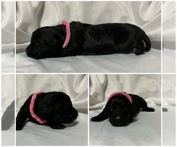 Medium Photo #4 Labradoodle Puppy For Sale in OSMOND, NE, USA